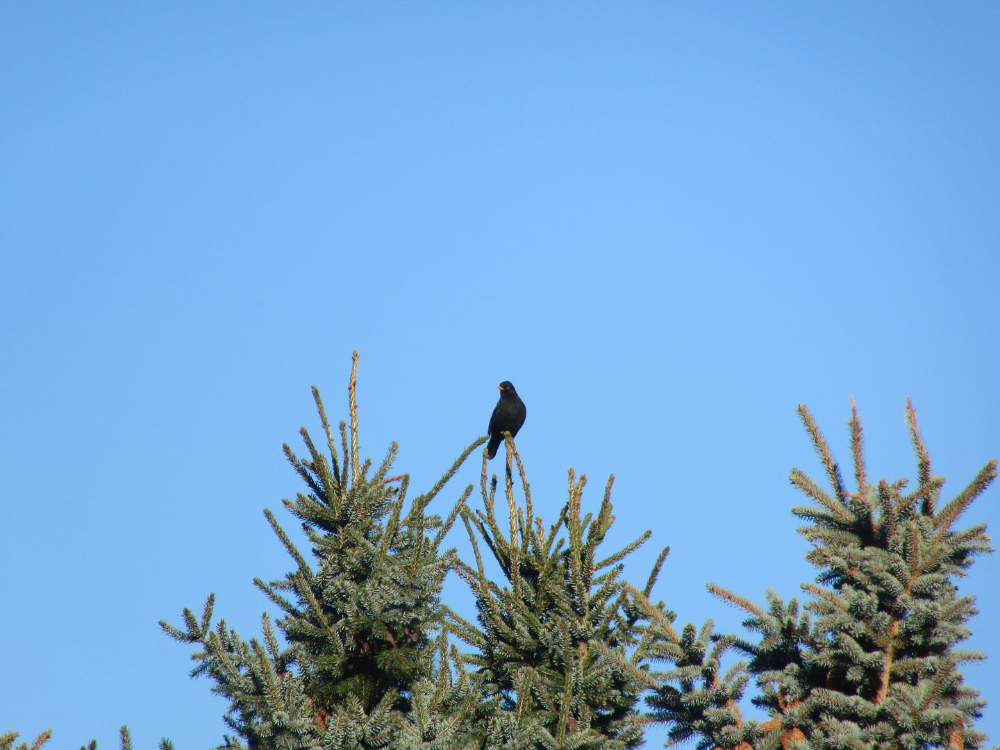 Die Amsel oder auch Schwarzdrossel...