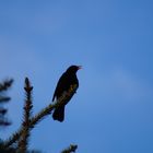 die Amsel singt ihr Lied