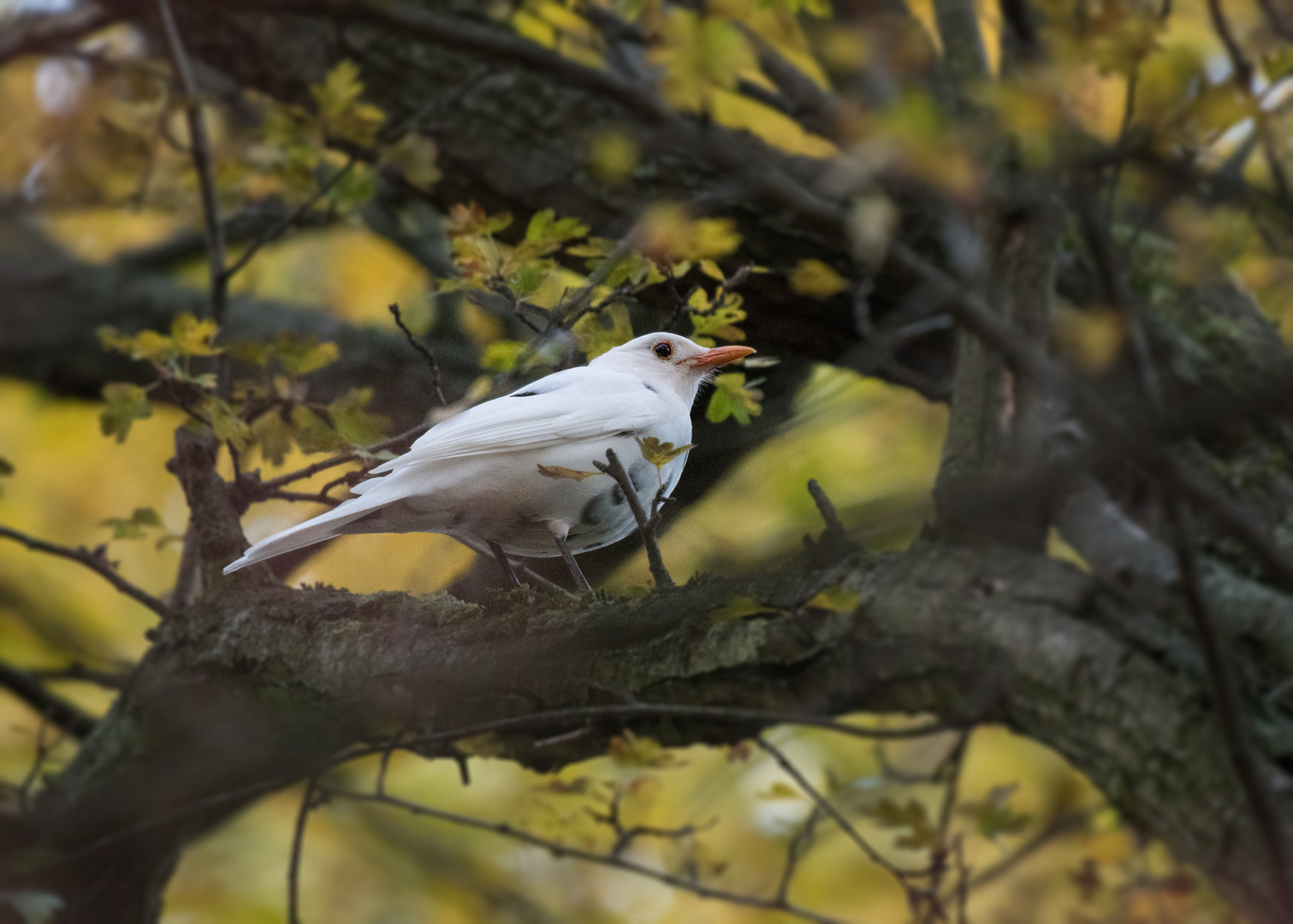 Die Amsel (Turdus merula) - Doku