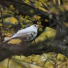 Die Amsel (Turdus merula) - Doku