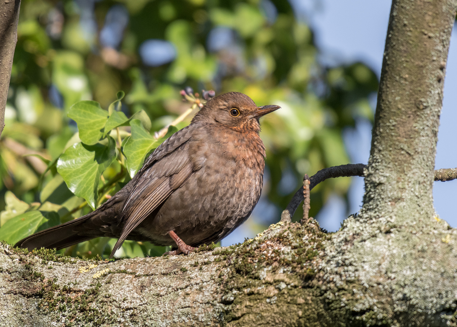 Die Amsel (Turdus merula) - Weibchen