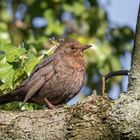 Die Amsel (Turdus merula) - Weibchen