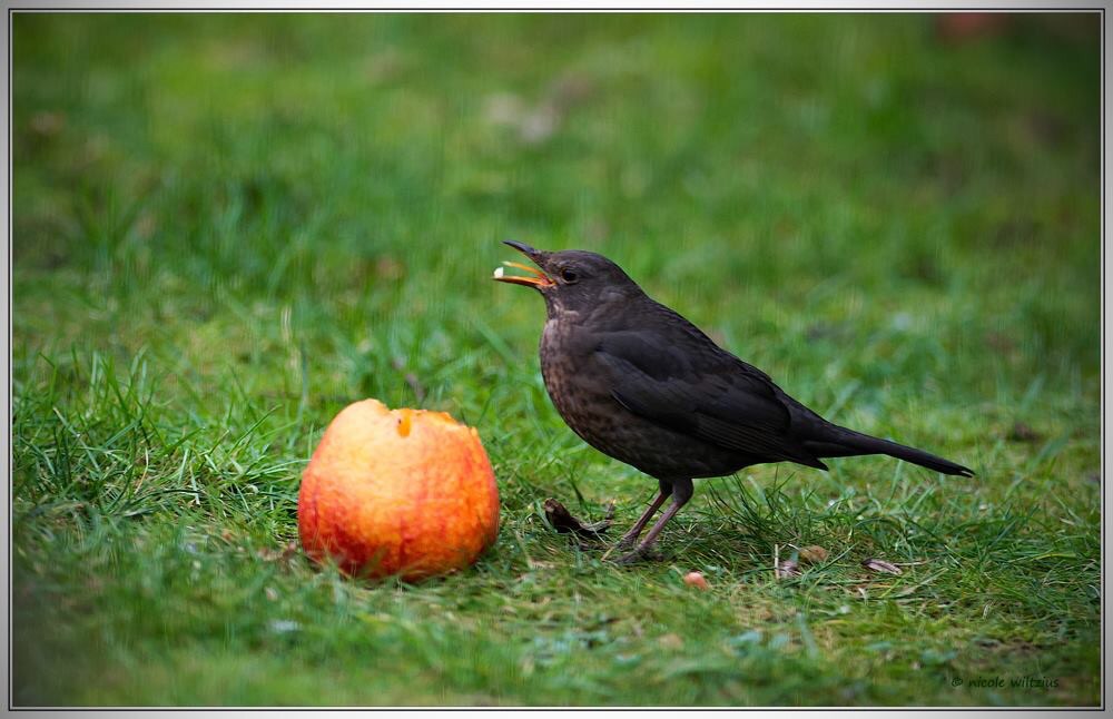 Die Amsel und der Apfel