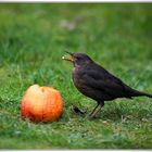 Die Amsel und der Apfel