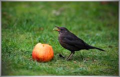 Die Amsel und der Apfel