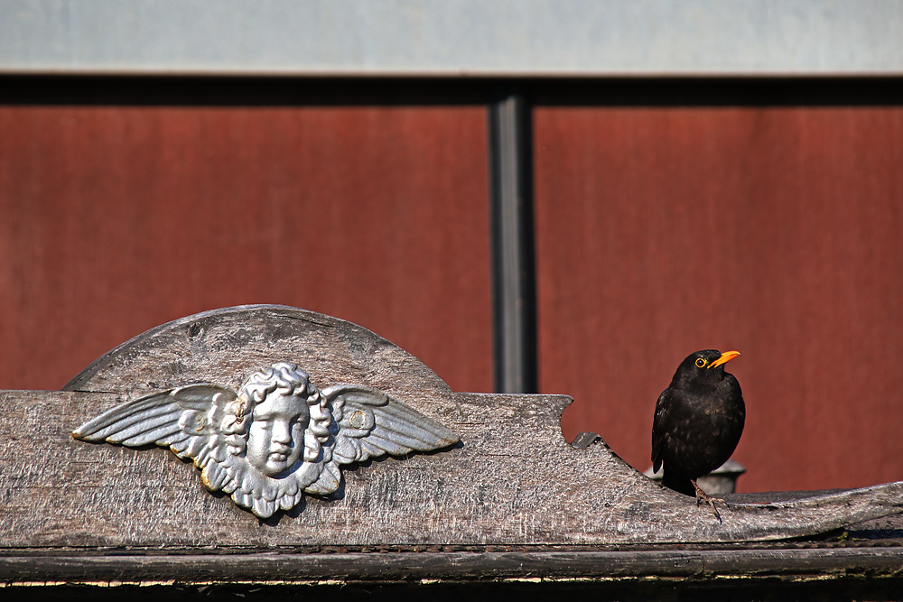 die Amsel und der Schutzengel