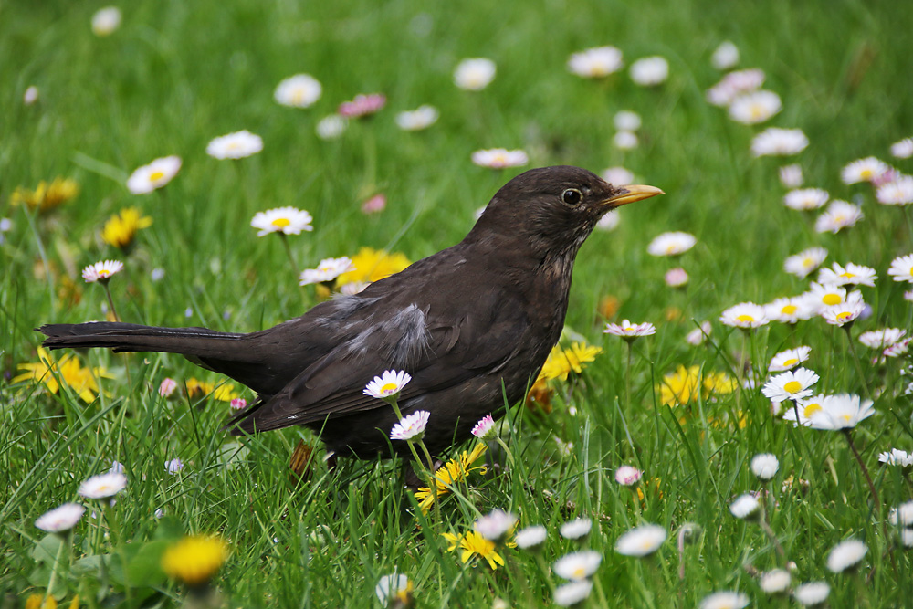 die Amsel und die Gänseblümchen