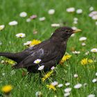 die Amsel und die Gänseblümchen