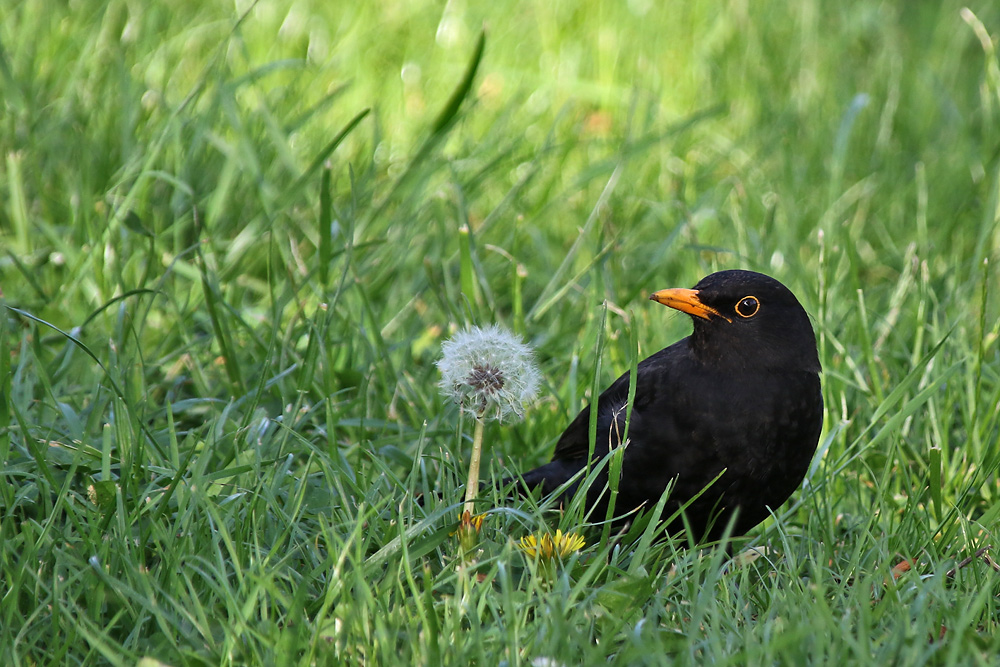 die Amsel und die Pusteblume