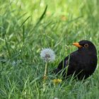 die Amsel und die Pusteblume