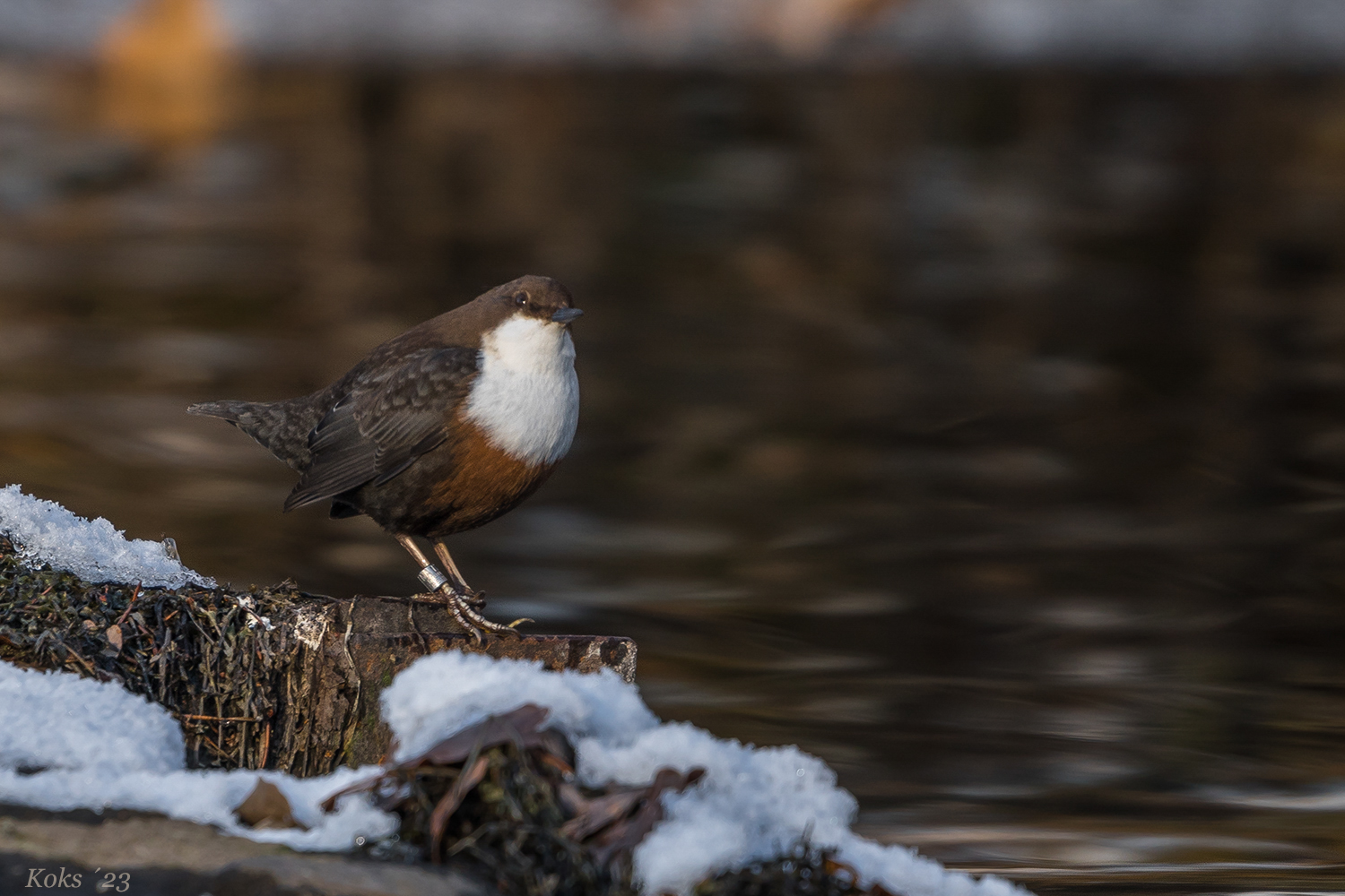 Die Amsel vom Wasser