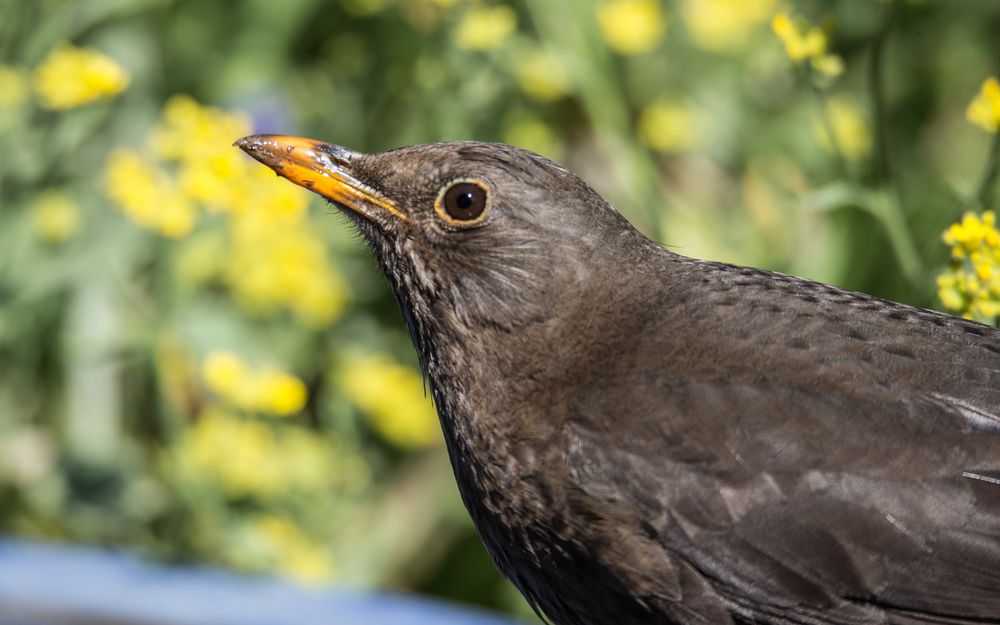 Die Amseln... Foto & Bild natur, tiere, vögel Bilder auf