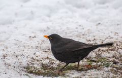 Die Amseln sorgen "untenrum" für Sauberkeit