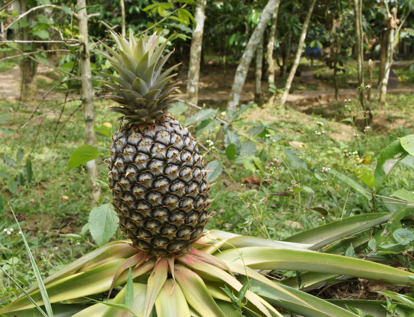 Die Ananas XXL