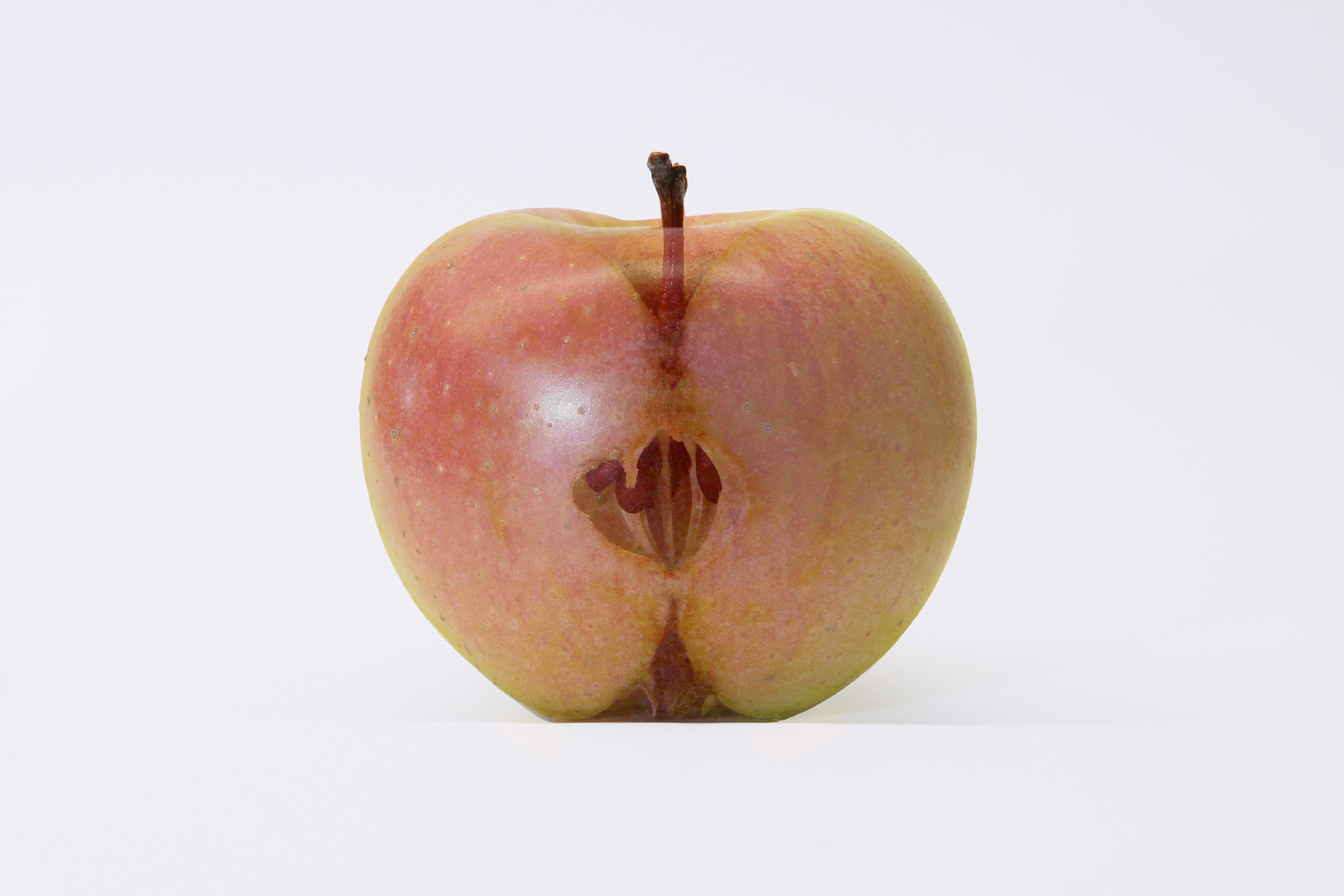 Die Anatomie des Apfels