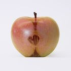 Die Anatomie des Apfels