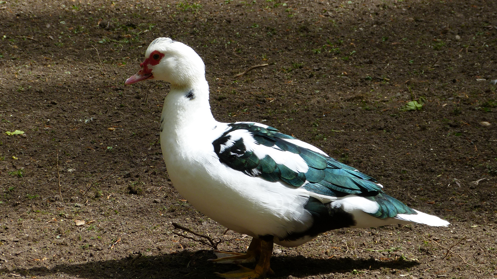 Die Ancona Duck  