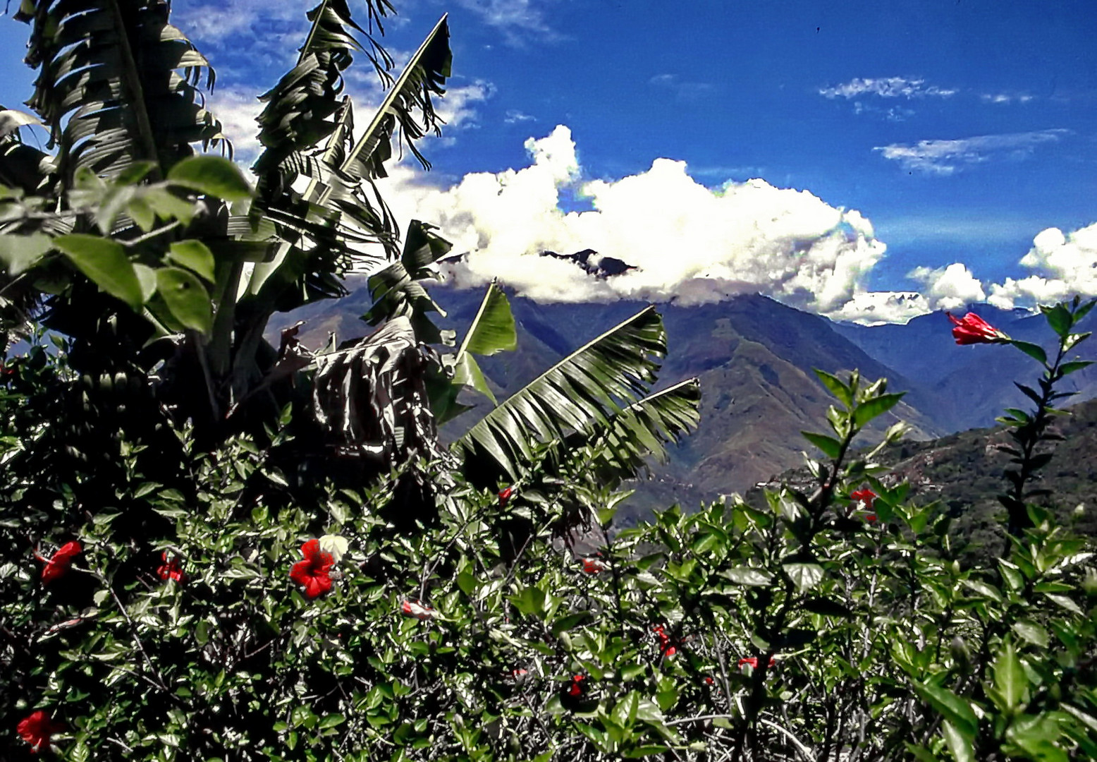 Die Anden: Las Yungas