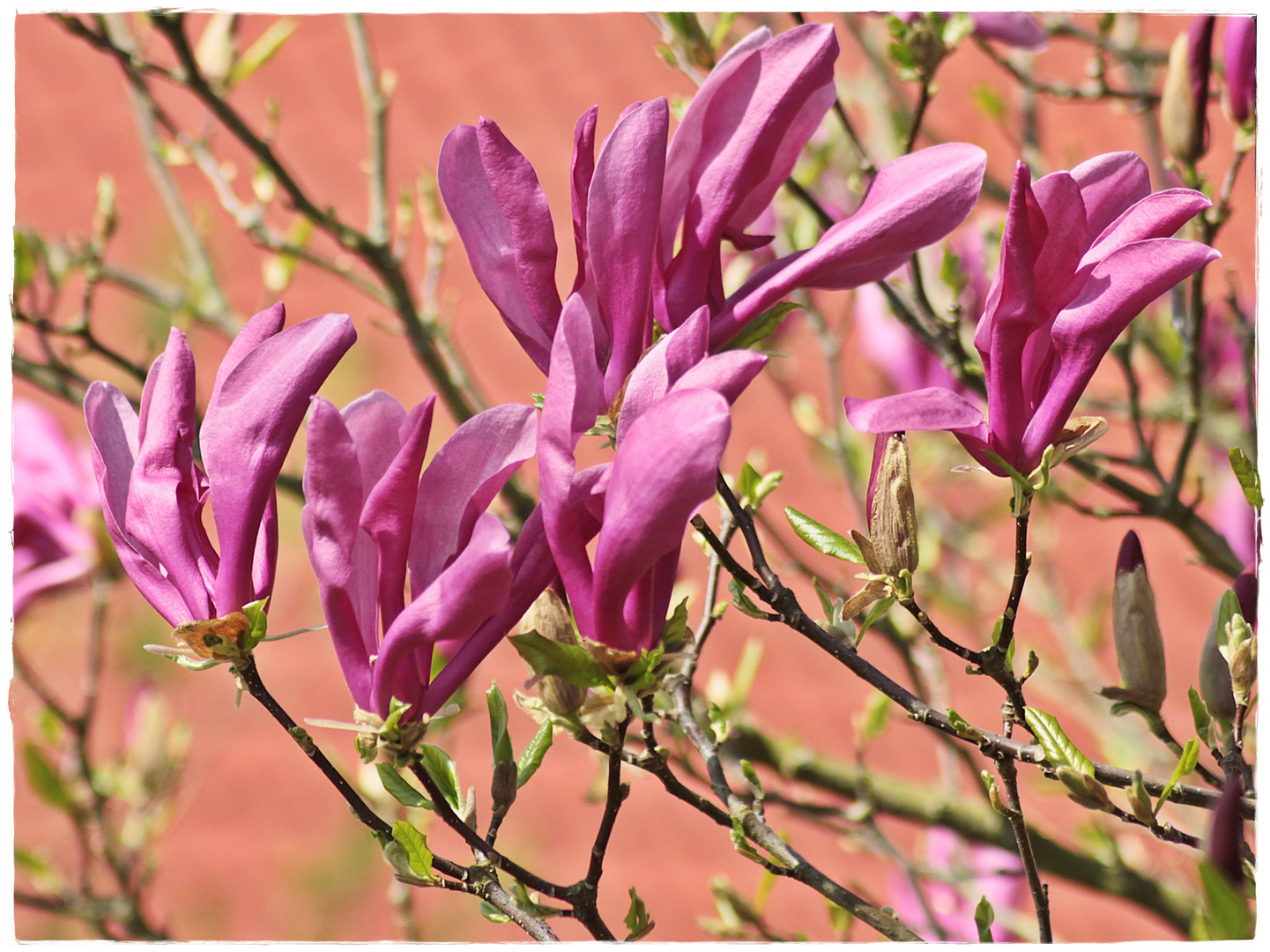 Die andere Farbe der Magnolienblüten