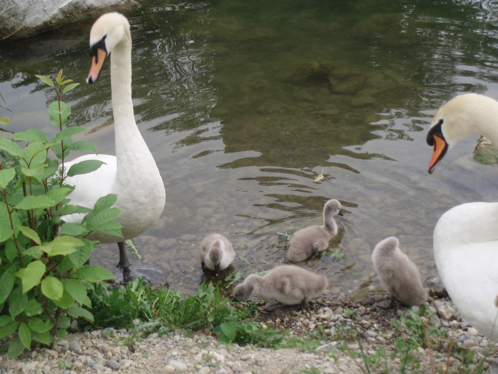 Die andere hälfte der Familie