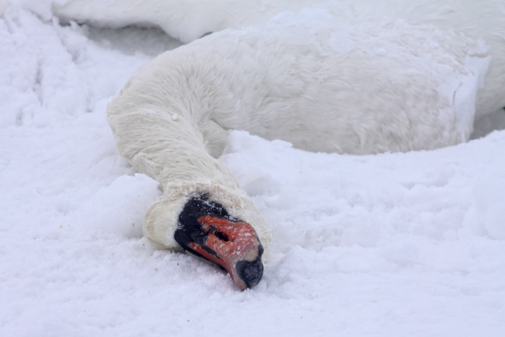 die andere Seite des Winters