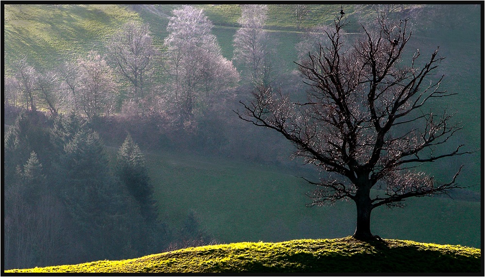 die andere Seite meines Freundes, dem Baum