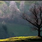 die andere Seite meines Freundes, dem Baum