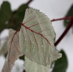 die andere Seite vom Blatt