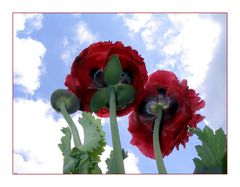 Die andere Seite vom Mohn