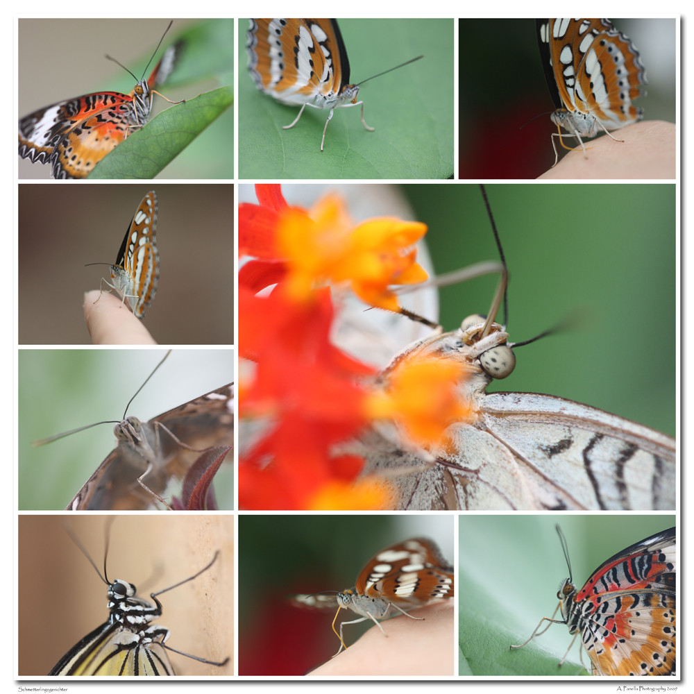 Die andere Sicht der Dinge - Schmetterlingsgesichter