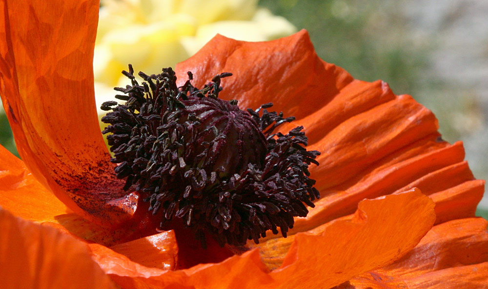 DIE ANDERE SICHTWEISE-PRACHTMOHN