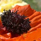 DIE ANDERE SICHTWEISE-PRACHTMOHN