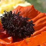 DIE ANDERE SICHTWEISE-PRACHTMOHN