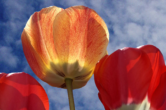 Die andere Tulpe im Sonnenlicht