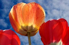 Die andere Tulpe im Sonnenlicht