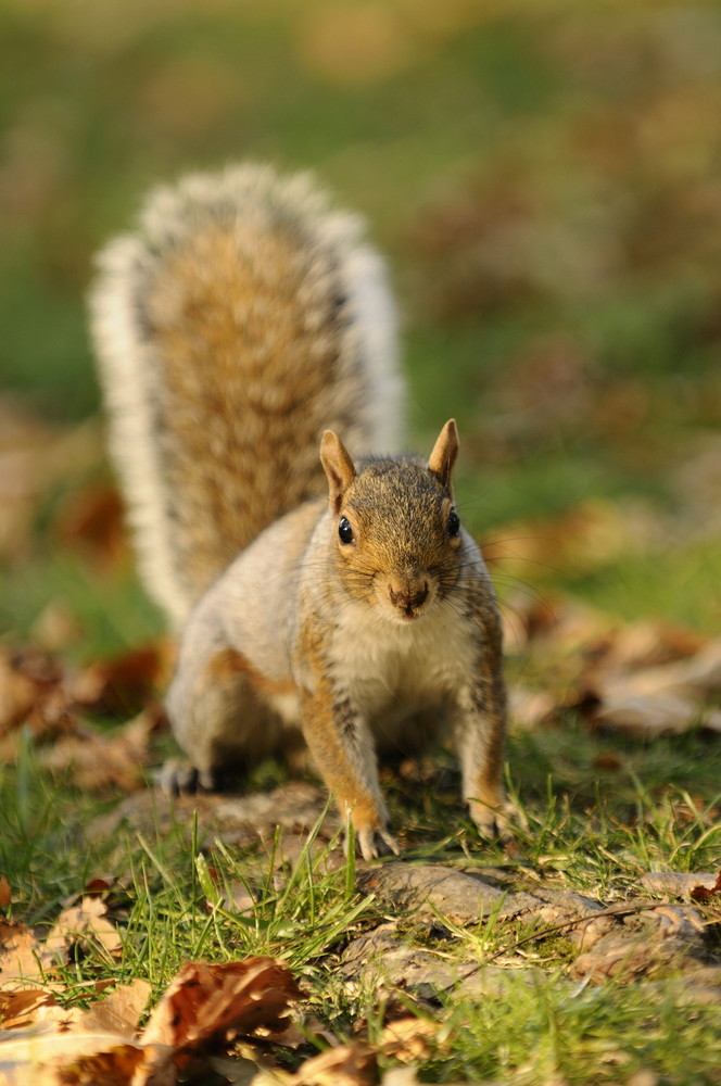 ~~Die anderen Bewohner des Central Parks~~