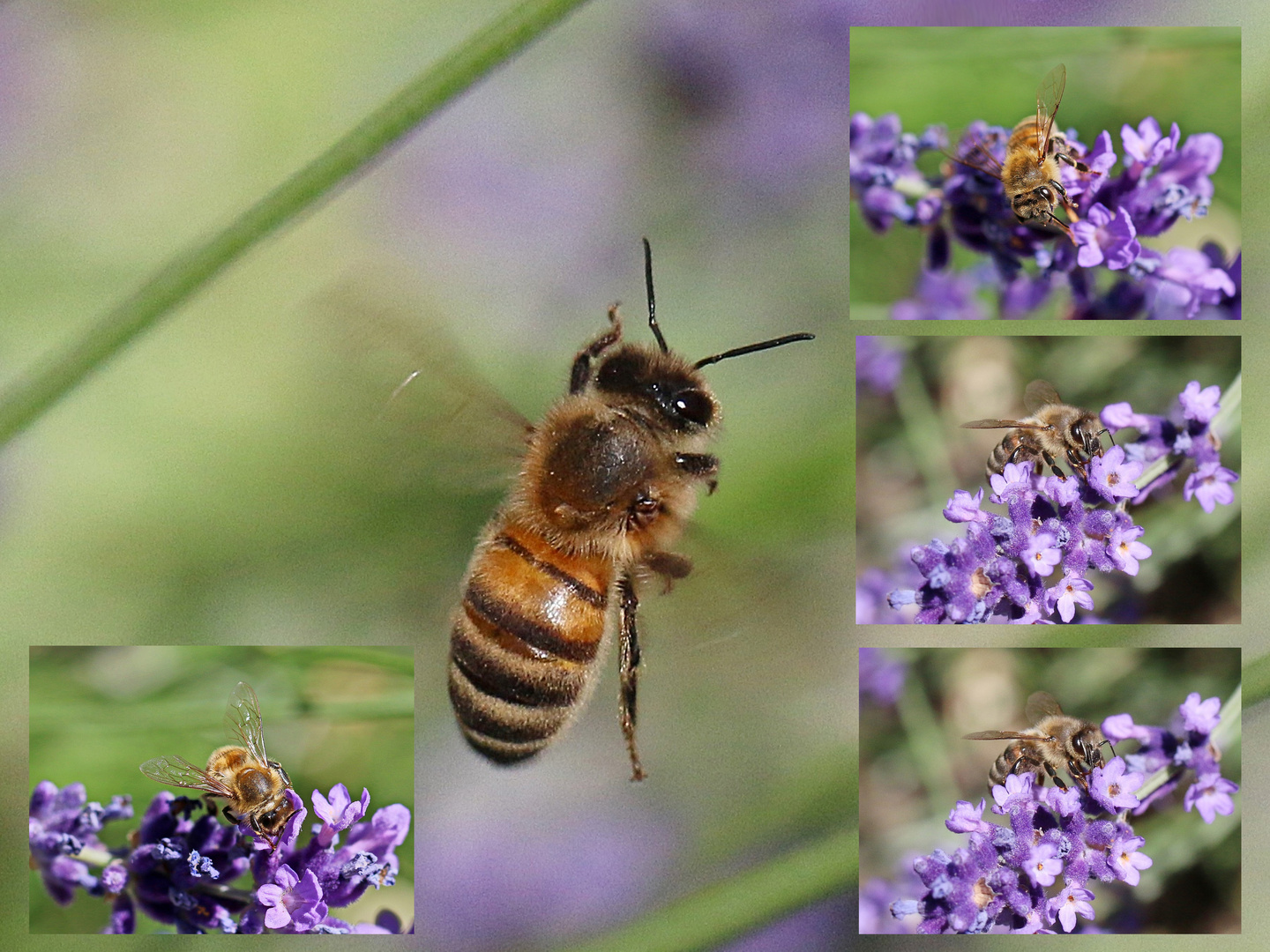 die anderen Bienen sind schon an der Blüte