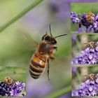 die anderen Bienen sind schon an der Blüte