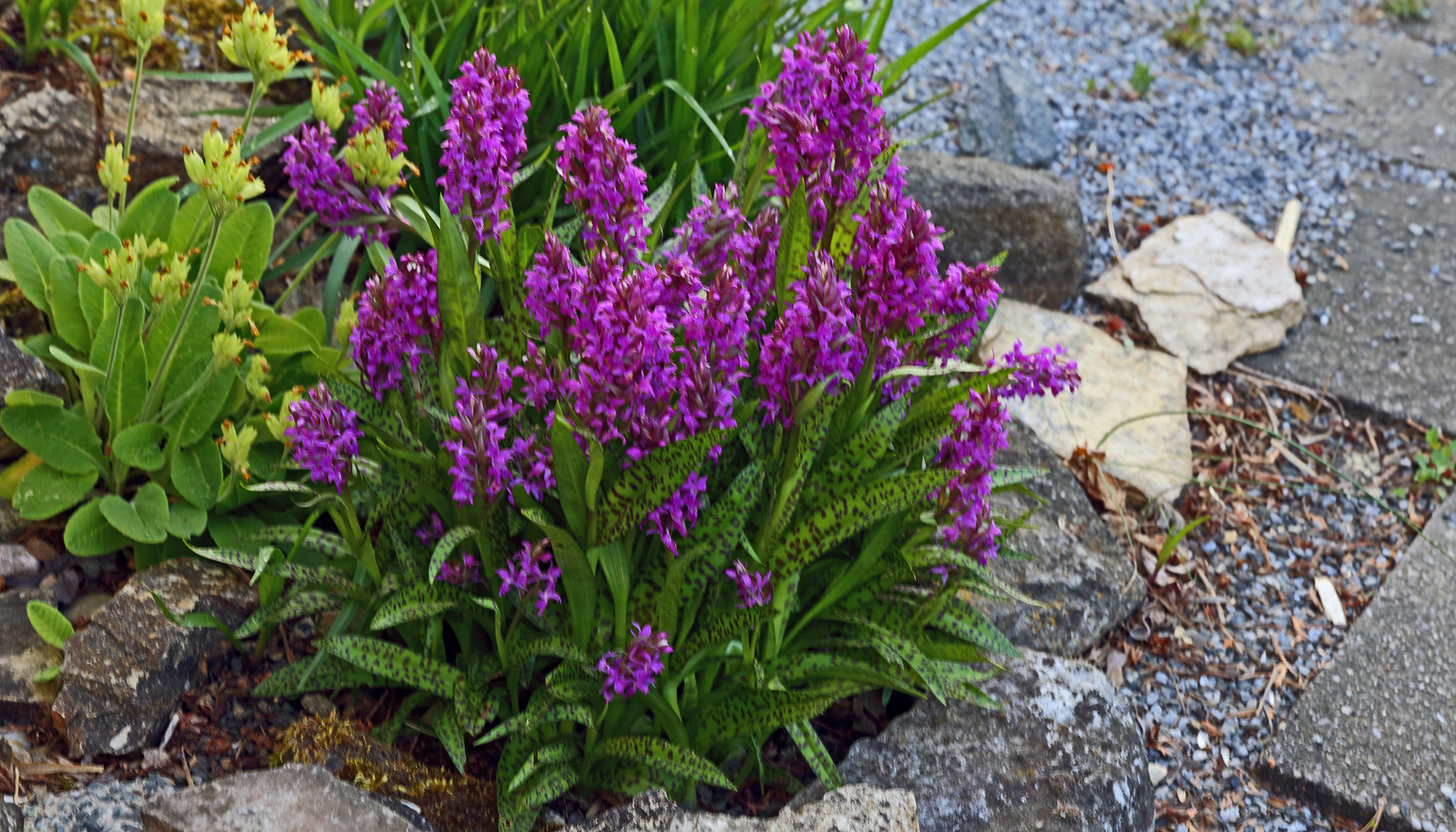 Die anderen Freilandorchideen haben auch 2023 bestens angestzt und machen viel Freude...