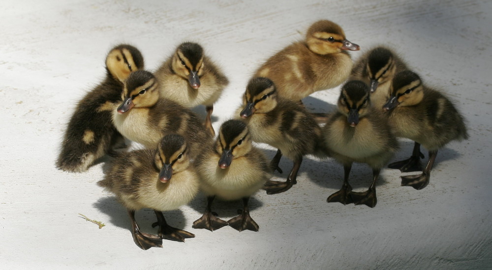 Die Anderen sind da hinten!