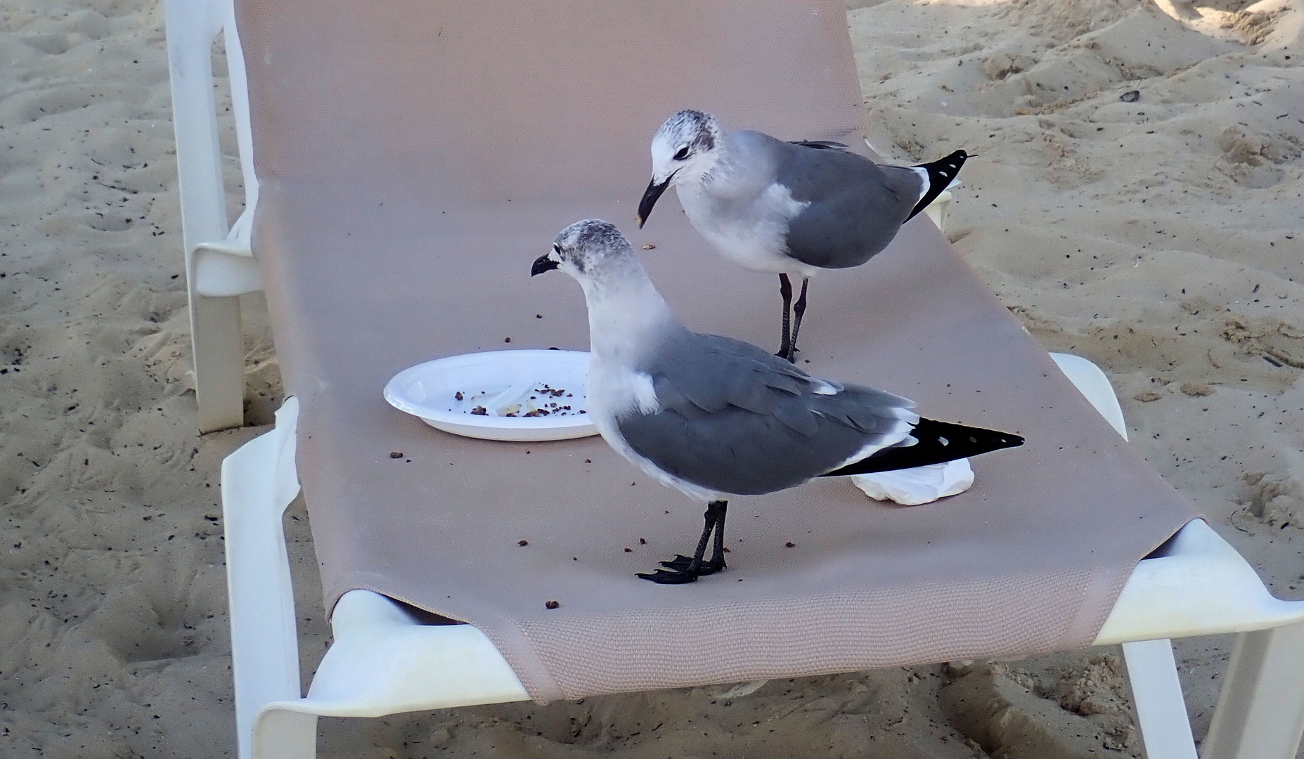 Die anderen Strandgäste ....