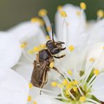 Die "Andrena"