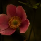 Die Anemone