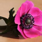 Die Anemone ein Mittwochsblümchen :)