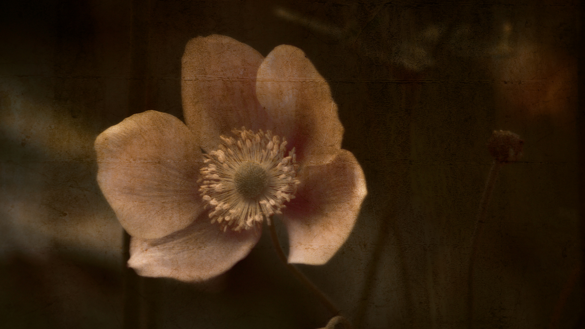 Die Anemone II