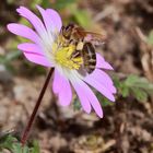 Die Anemone mit Besucher