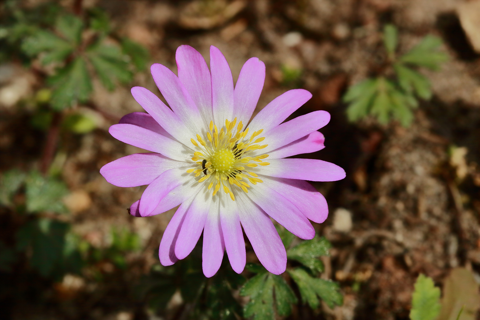 Die Anemonenblüte ganz geöffnet weil auch heute sonnig war