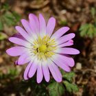 Die Anemonenblüte ganz geöffnet weil auch heute sonnig war