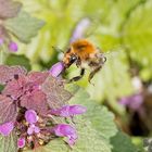 Die anfliegende  Ackerhummel...