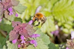 Die anfliegende  Ackerhummel...